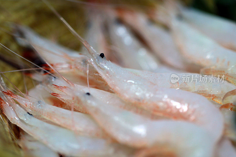 日本玻璃虾(宽绒虾，Shiroebi, Metapenaeopsis lata)的风格样品微距照片，在黑色背景上拍摄。